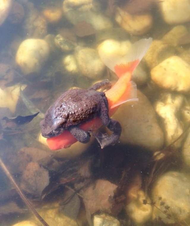 frog on fish