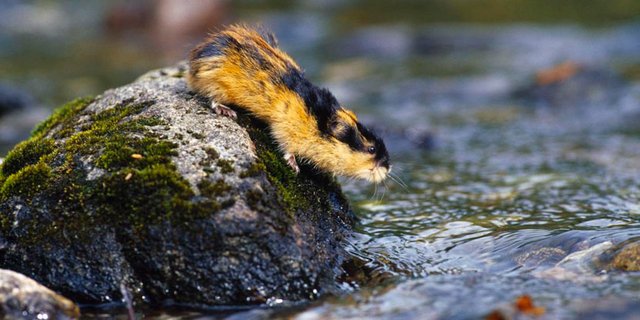 Today, I Learned About Lemmings' Mass Suicide — Steemit