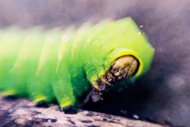 Caterpillar