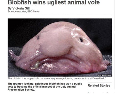 Blobfish wins ugliest animal vote - BBC News