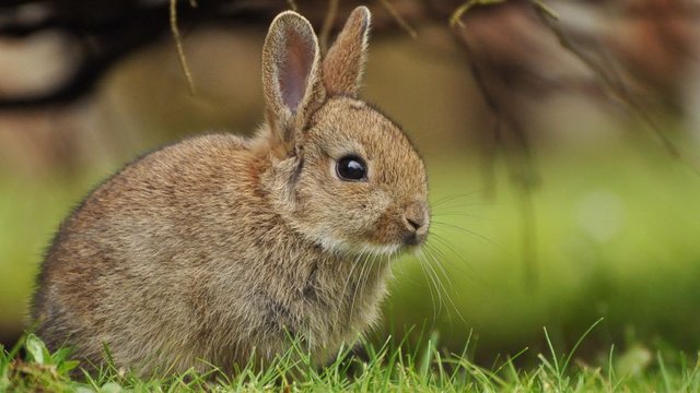innocent bunny rabbit