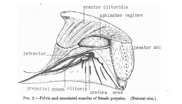 porpoiseclit