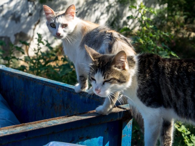 Cats on the trash boxes