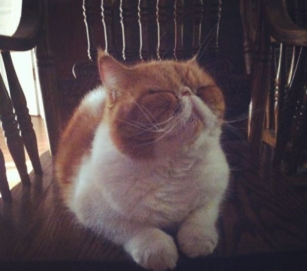Pancake is an exotic shorthair cat who likes to meditate.