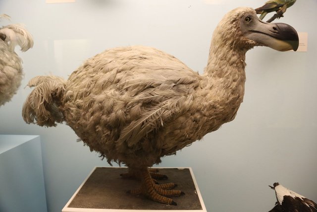 image of dodo