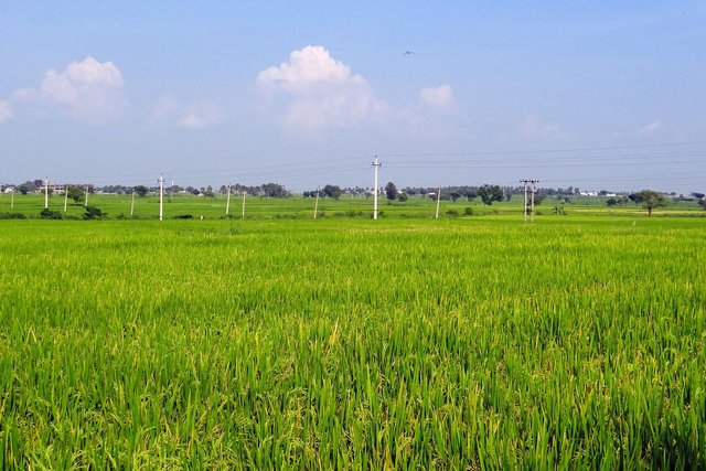 Rice Fields, Gangavati, Karnataka, India