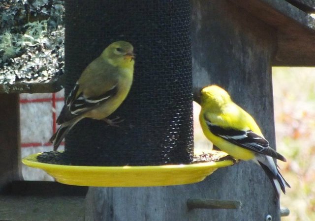 YellowFinches