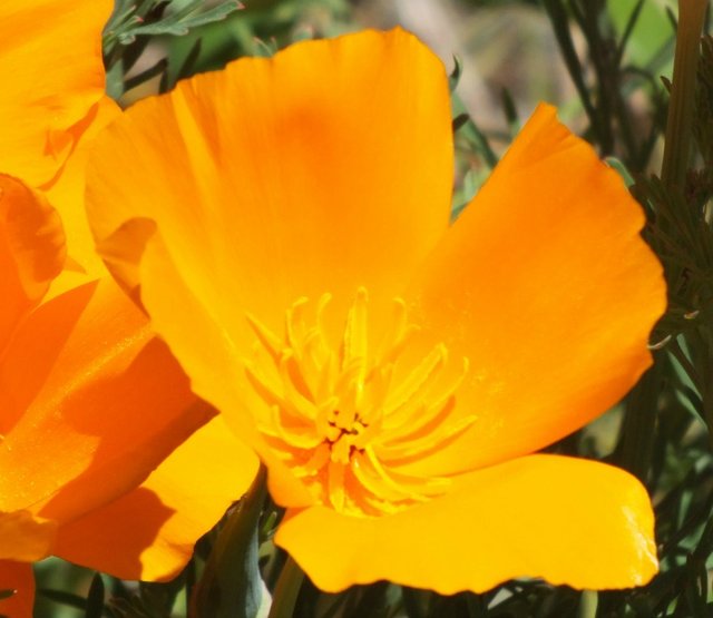 CaliforniaPoppy