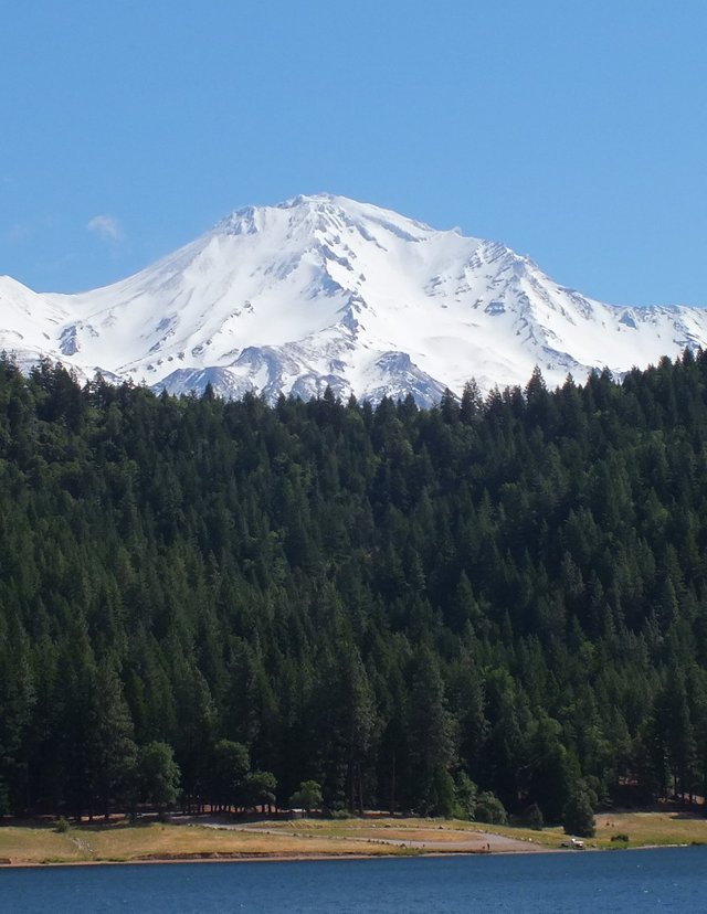 Shasta