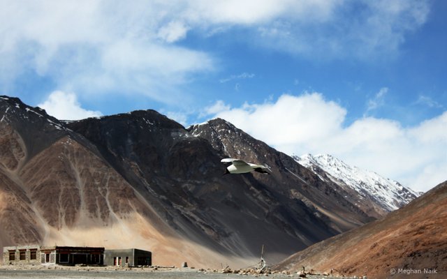 Brown-headed Gull, Pangong Tso, Ladakh