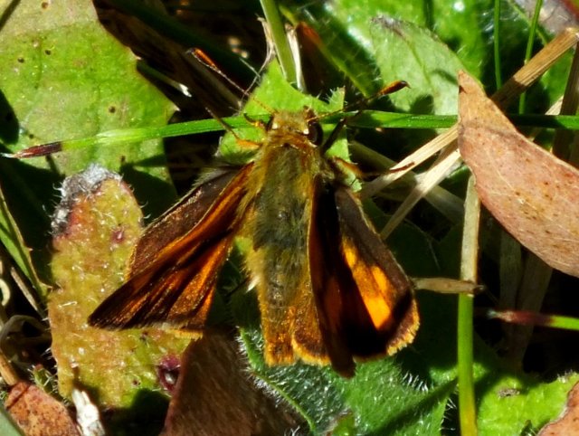 Skipper