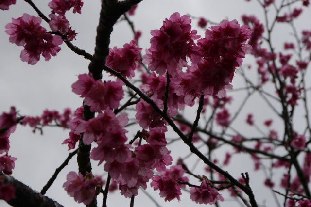 Image of 八重桜