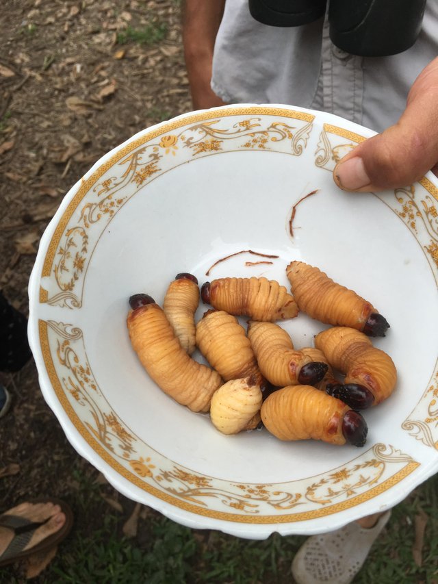 Ever wondered what grubs taste like? A culinary review. — Steemit