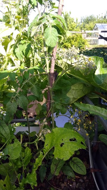 tomato growing in aquaponics