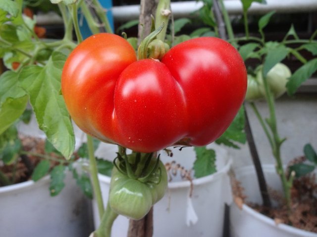 Almost Ripe Tomato