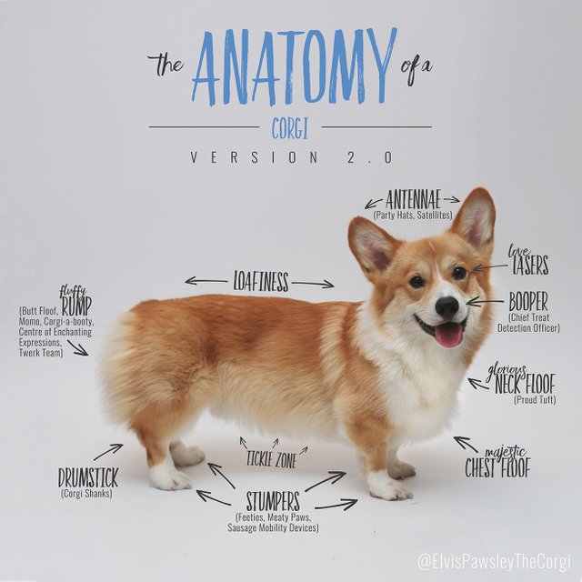 Corgi Anatomy