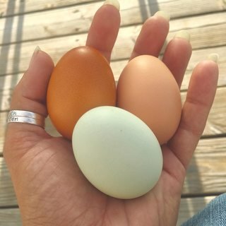 farmsteadsmith Chicken eggs