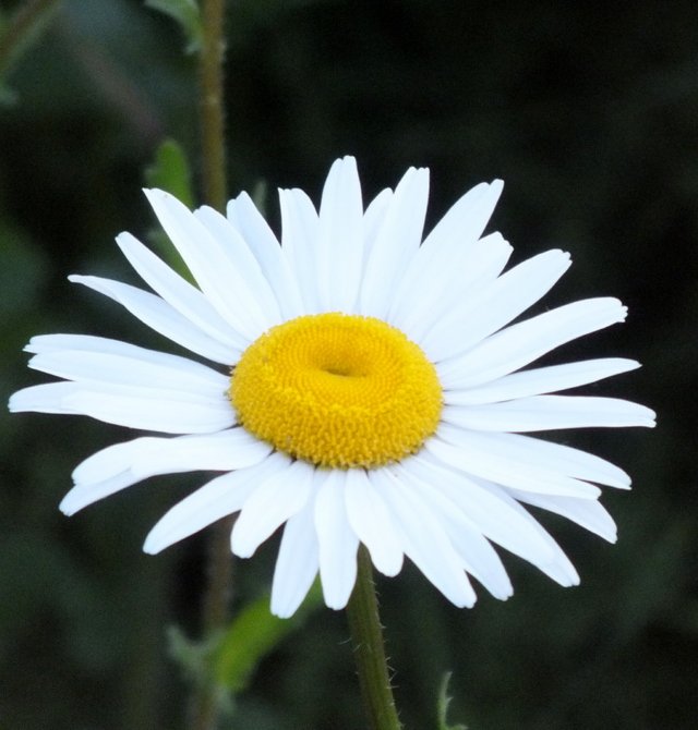 Daisy