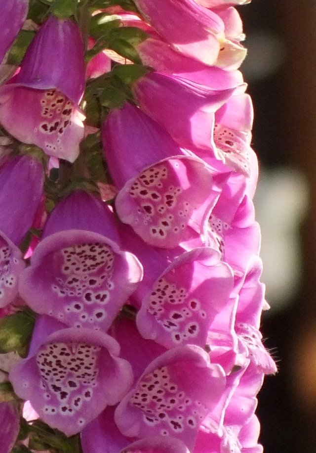 Foxglove