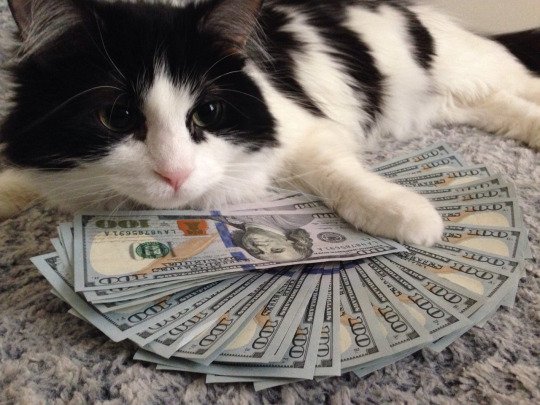 Money Cat