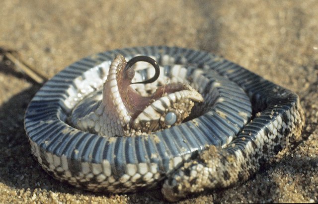 Such a drama queen!' Hognose snake pretended to be dead to avoid human  touch in viral video