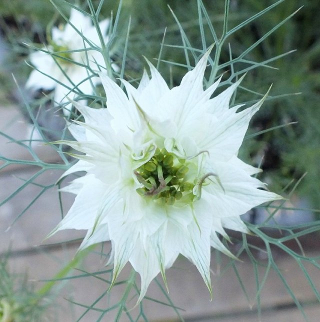 Nigella