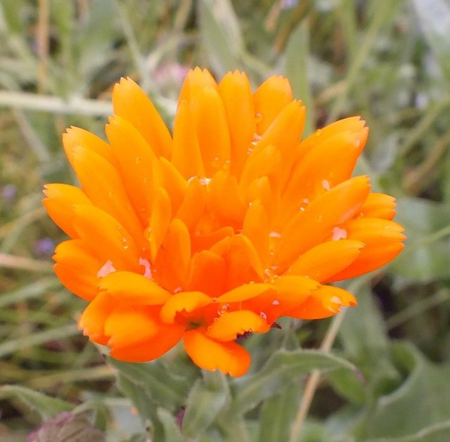 Calendula