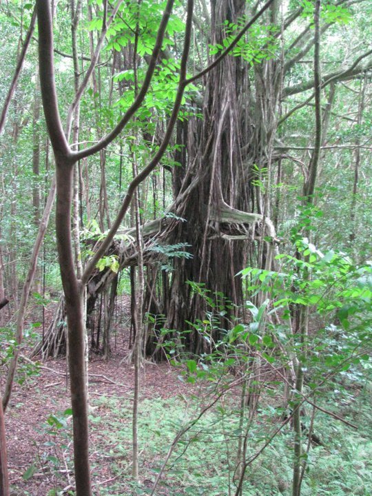 banyan