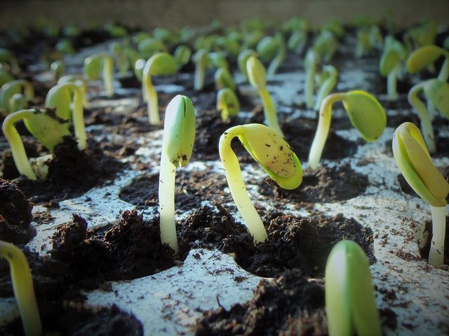 image of seedling
