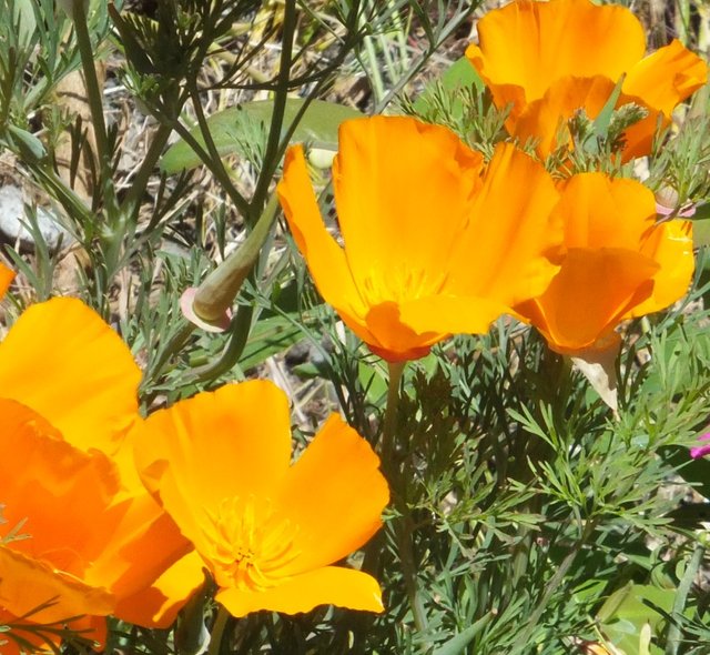 CaliforniaPoppies