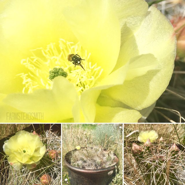 my cactus flower