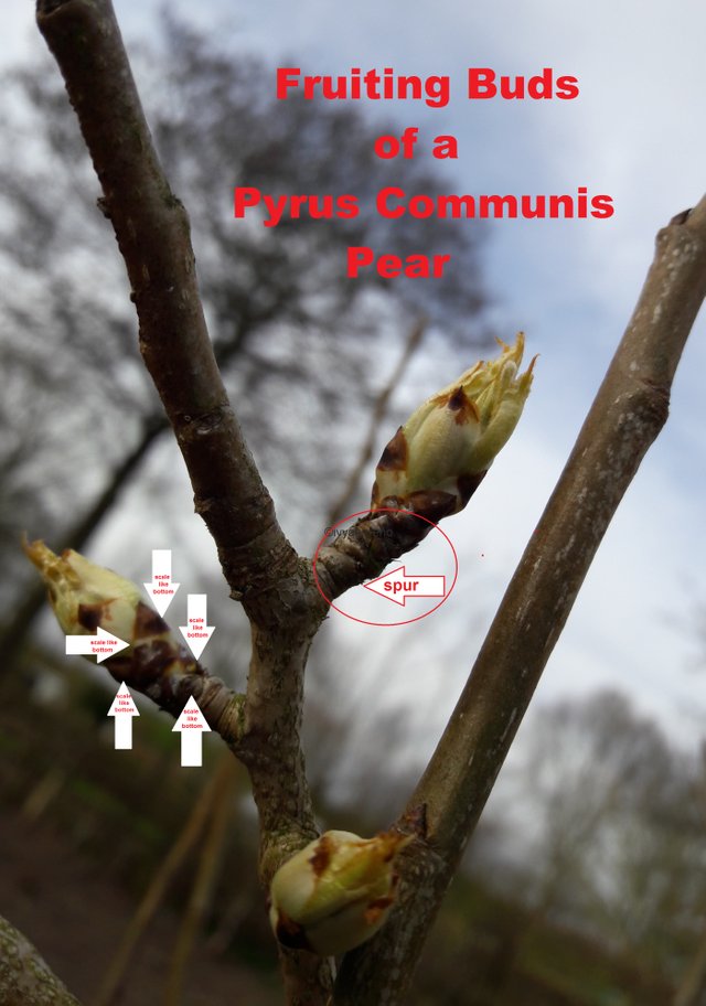 Aid in Identifying Flower Buds From Leaf Buds of Your Fruiting