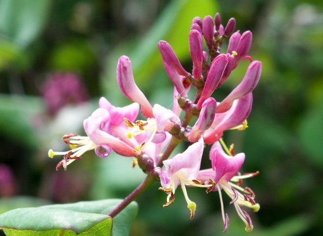 Honeysuckle