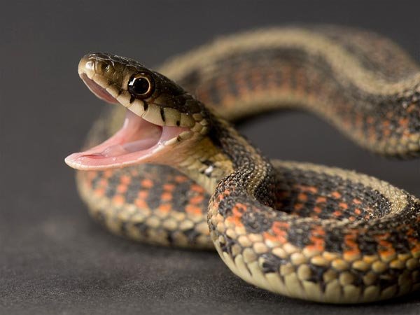 cute snek