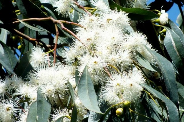 EucalyptusBlossoms