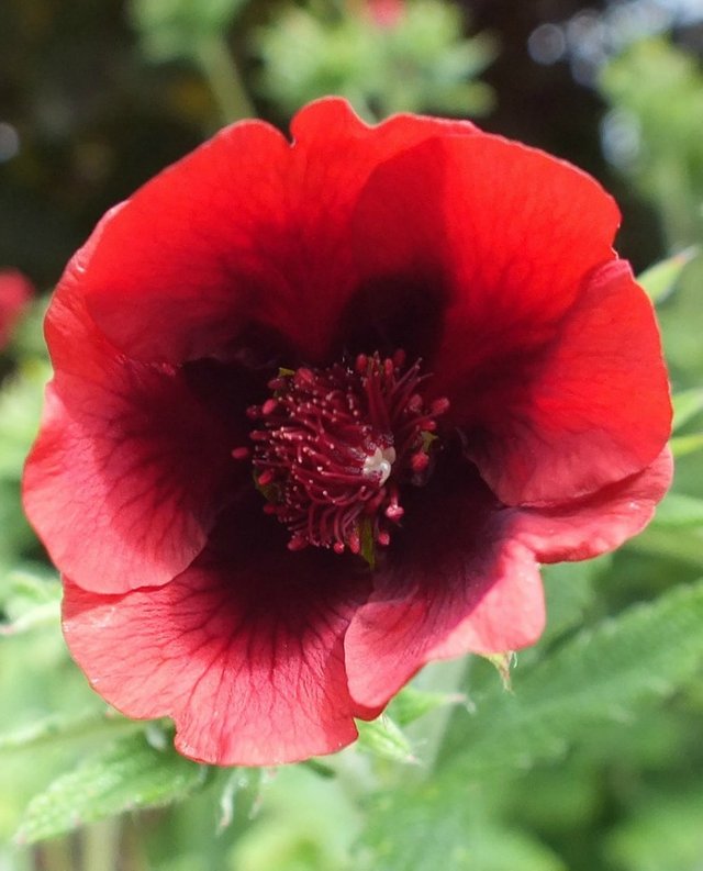RedFlower