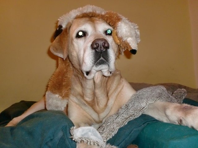 Toby With Toys On His Head