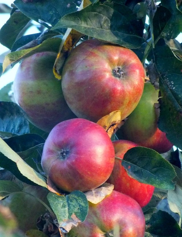 Apples