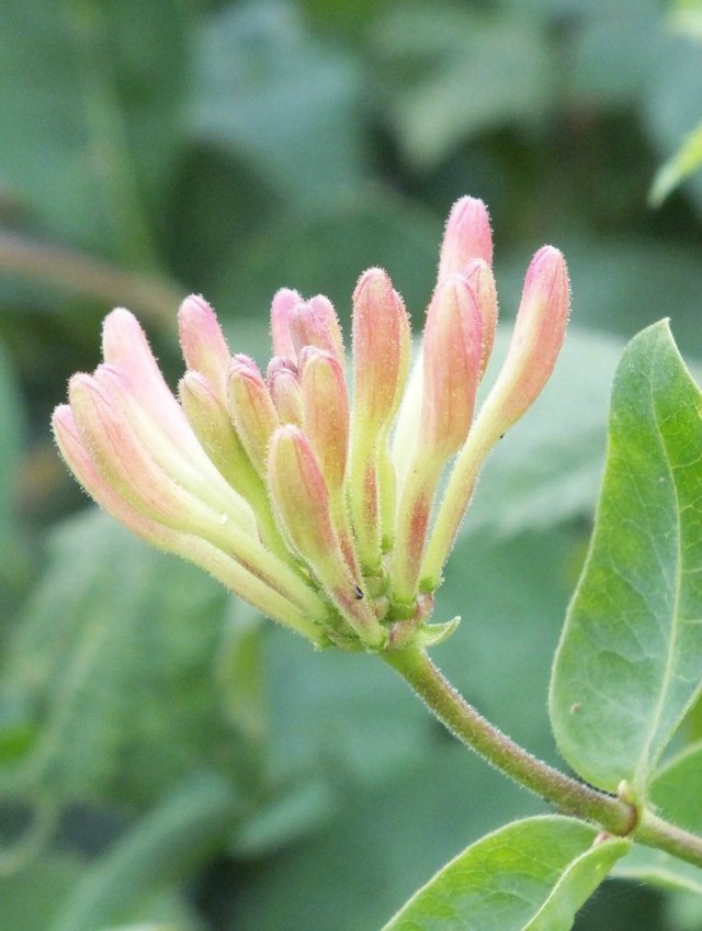 Honeysuckle