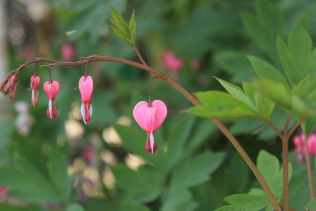 Beautiful heart shaped flowers