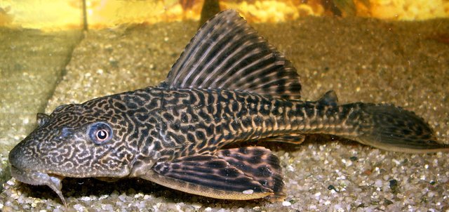 The UGLIEST Fish in the world! (TRANSLATED) — Steemit