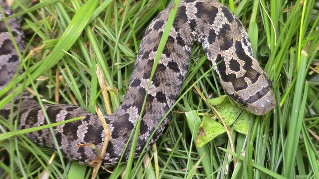 PineryPP on X: Have you heard about the Eastern Hognose Snake