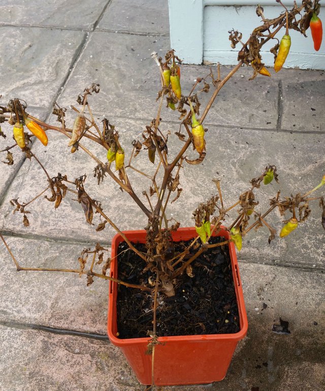 Chilli Plant