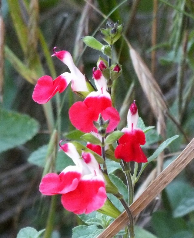 Salvia