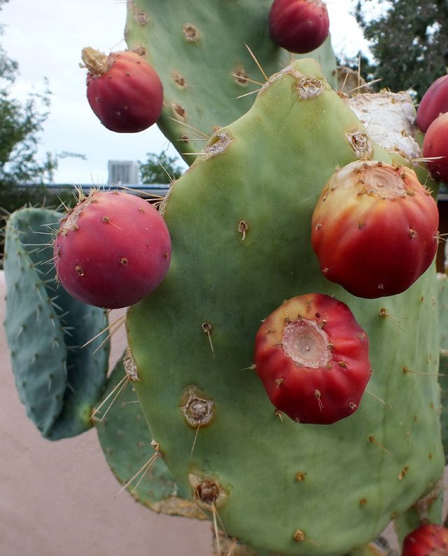 PricklyPear