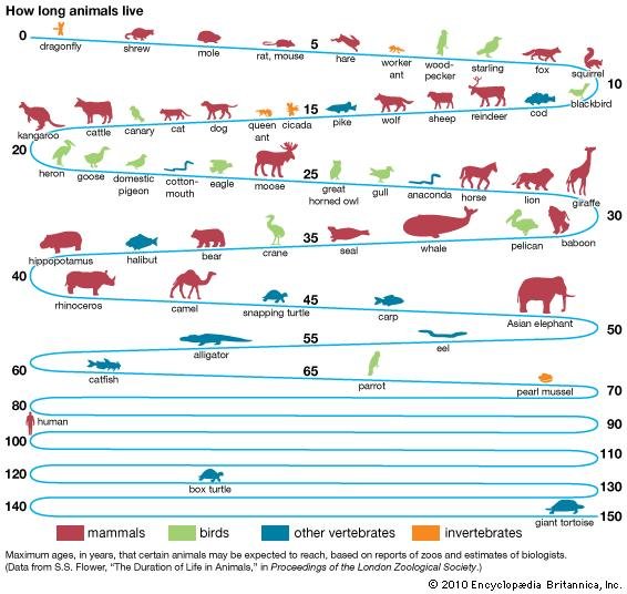 How Long Animals Live Chart