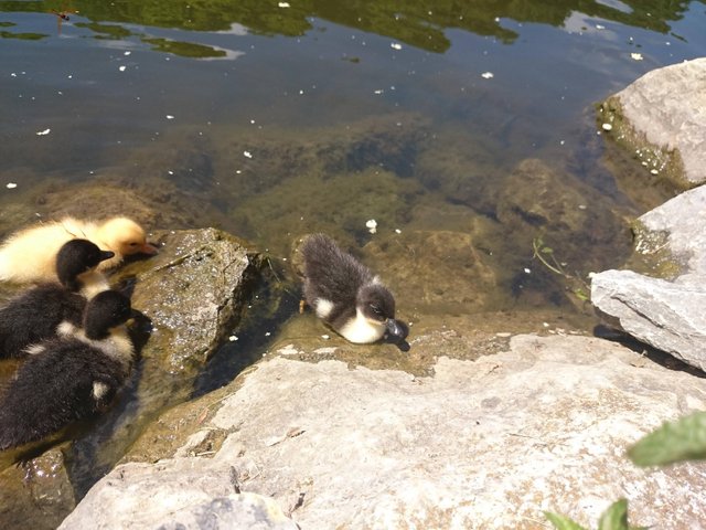 ducks in pennsylvania2