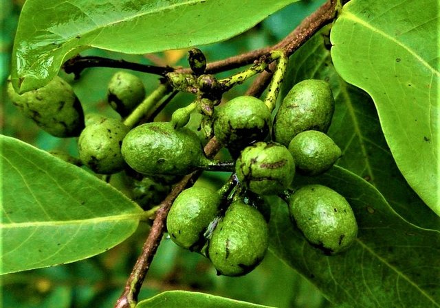 Tree turmeric fruit