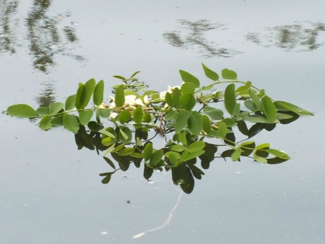 FloatingBranch