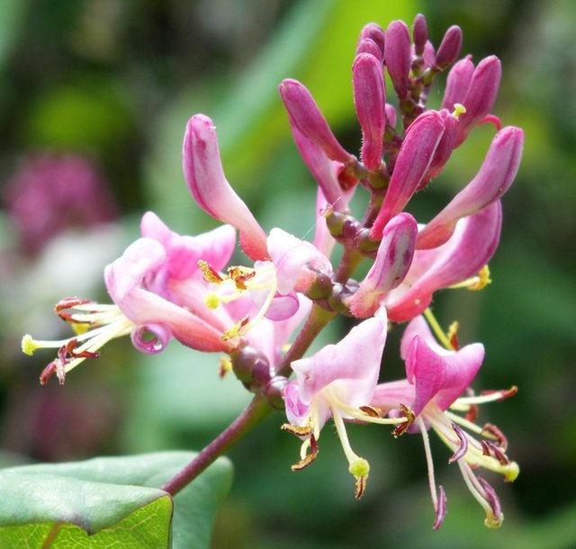 Honeysuckle